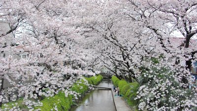 🌸 니카료 용수 슈쿠가와라 벚나무 가로수 (니카료요스이 슈쿠가와라 사쿠라나미키)